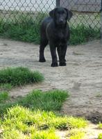 zwart labrador teefje beschikbaar., Dieren en Toebehoren, Meerdere, Teef, Parvo, Labrador retriever