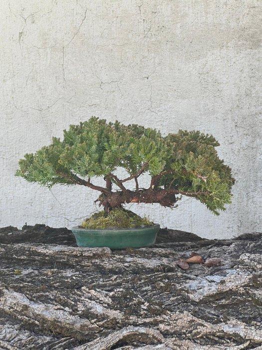 Jeneverbes bonsai (Juniperus) - Hoogte (boom): 20 cm -, Antiek en Kunst, Curiosa en Brocante