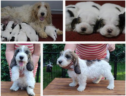Petit Basset Griffon Vendéen (PBGV) Puppies met Stamboom., Dieren en Toebehoren, Honden | Chihuahua's en Gezelschapshonden, Meerdere