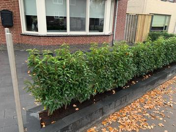 Prunus lus. ‘Angustifolia’  - kant en klaar haag Portugese beschikbaar voor biedingen