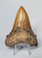 Fossiele Auriculatus-haai Tand - Carcharocles Auriculatus -, Nieuw