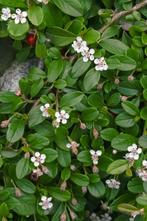 Dwergmispel Cotoneaster dammeri 5-10 Pot P9, Tuin en Terras, Planten | Tuinplanten