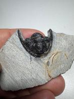 Trilobiet - Gefossiliseerd dier - Trilobites (Zonder