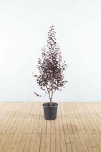 Prunus cerasifera Nigra struik 100-125, Tuin en Terras