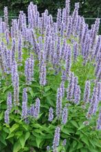 Dropplant Agastache Blue Fortune 5-10 Pot P9, Tuin en Terras, Planten | Tuinplanten