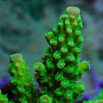 Acropora Formosa Groen L (Ong. 8-9 cm), Dieren en Toebehoren, Ophalen of Verzenden, Nieuw