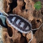 Porcellio Succinctus Black Ribs Isopods / Pissebedden, Dieren en Toebehoren, Overige soorten