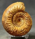 Een fijne ammoniet - Gefossiliseerd dier - Stephanoceras, Verzamelen, Mineralen en Fossielen