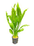 AQUAlook Echinodorus Bleheri | Grote Amazone zwaardplant |, Dieren en Toebehoren, Nieuw, Ophalen of Verzenden