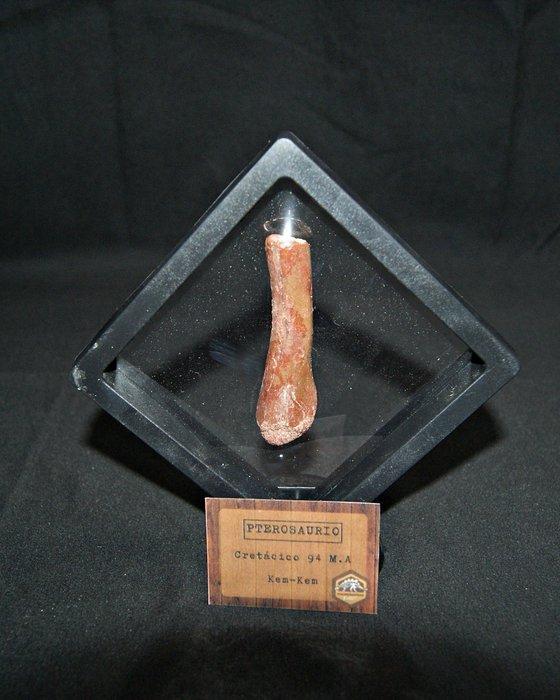Pterosaurus - Fossiel bot - Hueso fósil de pterosaurio, Verzamelen, Mineralen en Fossielen