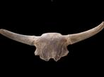 Bizon - Fossiele schedel - Bison Priscus - 33 cm - 105 cm, Verzamelen