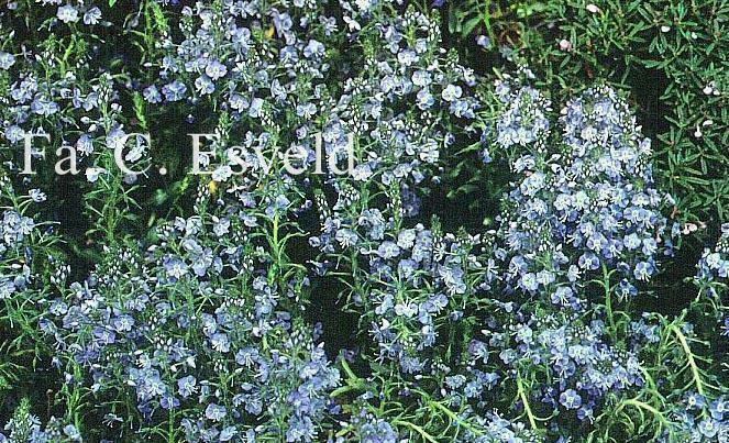 Veronica gentianoides, gentiaan-ereprijs , P9, Tuin en Terras, Planten | Tuinplanten, Vaste plant, Lente, Ophalen of Verzenden