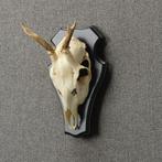Reebok Schedel Taxidermie Opgezette Dieren By Max, Verzamelen, Ophalen of Verzenden, Nieuw, Wild dier, Opgezet dier