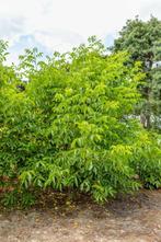 Juglans regia meerstammig 125-150