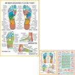 Anatomie poster voetreflexologie (NL, gelamineerd, A2 + A4), Nieuw, Verzenden