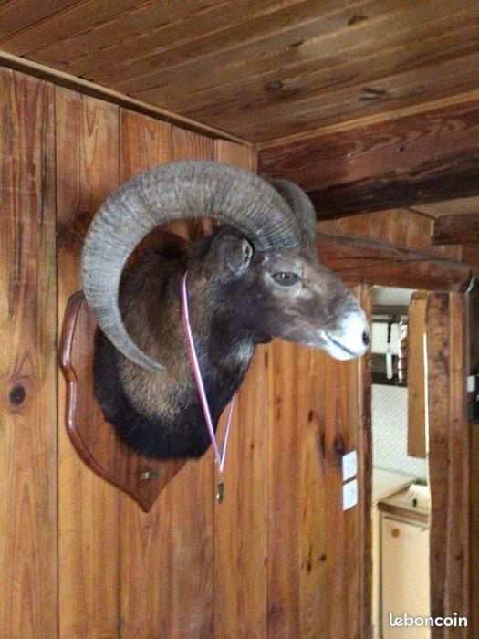 Jachttrofee, Antiek en Kunst, Curiosa en Brocante