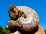 Ammoniet - Gefossiliseerde schelp - Aioloceras - 11 cm - 10, Verzamelen, Mineralen en Fossielen