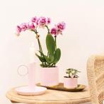 Kolibri Orchids | COMBI DEAL van 4 roze paarse phalaenopsis, Verzenden, Nieuw