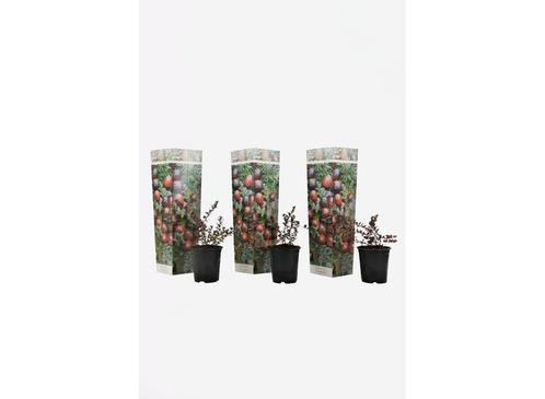 Cranberry - set van 3, Huis en Inrichting, Kamerplanten, Verzenden
