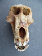 Baviaan Schedel - Papio anubis - with proof of legal origin, Verzamelen, Nieuw