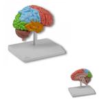 Anatomie model hersenen, rechter hersenhelft functioneel, Nieuw, Verzenden