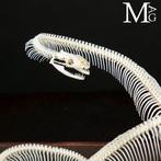 Volledig skelet van een python - Museale voorbereiding, Antiek en Kunst