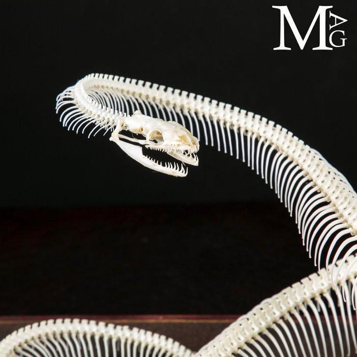 Volledig skelet van een python - Museale voorbereiding, Antiek en Kunst, Curiosa en Brocante