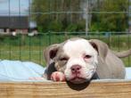Old English Bulldog pups! t Gezonde type. Mogen direct mee!, Parvo, Nederland, 8 tot 15 weken, Bulldog