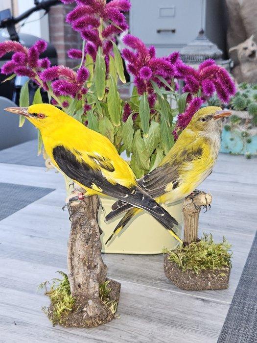 Koppel Europese wielewalen Taxidermie volledige montage -, Verzamelen, Dierenverzamelingen