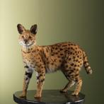 Serval Taxidermie Opgezette Dieren By Max, Verzamelen, Dierenverzamelingen, Ophalen of Verzenden, Nieuw, Wild dier, Opgezet dier