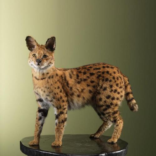 Serval Taxidermie Opgezette Dieren By Max, Verzamelen, Dierenverzamelingen, Opgezet dier, Nieuw, Wild dier, Ophalen of Verzenden