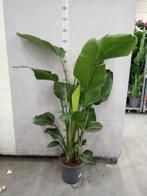 Strelitzia alba - Hoogte 160cm - Potmaat 30cm, Huis en Inrichting, Kamerplanten, Ophalen