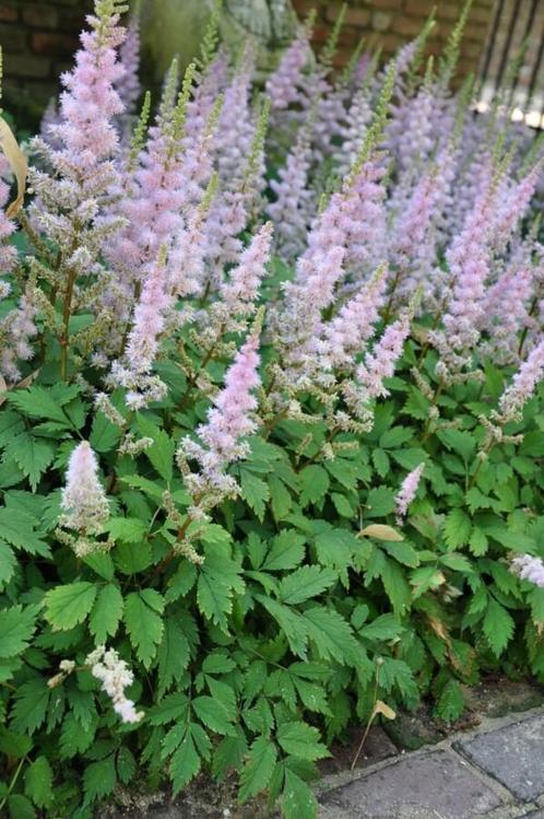 Pluimspirea Astilbe chinensis Pumila 5-10 Pot P9, Tuin en Terras, Planten | Tuinplanten