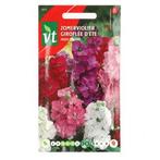 Bloemzaden Zomerviolier | VT (Gemengd), Verzenden