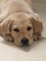 TOP Blonde Labrador pups met STAMBOOM erkend kennel garantie, Parvo, Nederland, 8 tot 15 weken, Labrador retriever