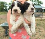 Cockapoo pups in Choco-Zwart-Wit en tri colour!, Nederland, 8 tot 15 weken, Parvo, Meerdere