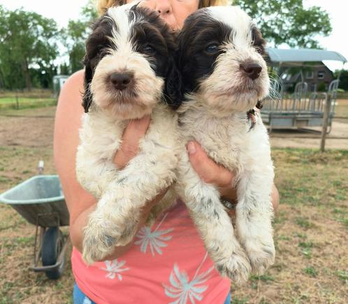 Cockapoo pups in Choco-Zwart-Wit en tri colour!, Dieren en Toebehoren, Honden | Niet-rashonden, Klein, Meerdere, Meerdere dieren