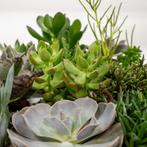 Everspring - Succulenten Mix - 18 stuks - 10 cm - Ø8,5, Huis en Inrichting, Verzenden, Nieuw