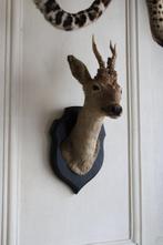 Jachttrofee, Verzamelen, Dierenverzamelingen, Nieuw