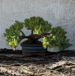 Jeneverbes bonsai (Juniperus) - Hoogte (boom): 15 cm -