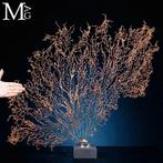 Natuurlijke zwarte Gorgonia - Een moderne Wunderkammer -