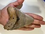 Megalodon - Fossiele tand - 11.3 cm, Verzamelen, Mineralen en Fossielen