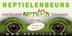 Reptielenbeurs AMSTELVEEN 16 november, Dieren en Toebehoren, Reptielen en Amfibieën, Overige soorten