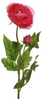 Ranonkel Camelia Donkerroze 8x10x57 cm per stuk, Huis en Inrichting, Ophalen of Verzenden, Nieuw