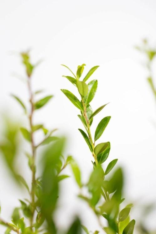 Japanse Hulst Ilex Maximowicziana Kanehirae Haag 100-125, Tuin en Terras, Planten | Struiken en Hagen