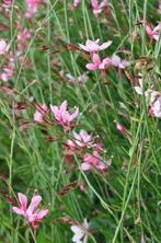 Prachtkaars Gaura lindheimeri Siskiyou Pink 5-10 Pot P9