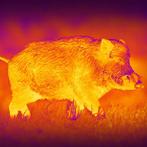 Nachtkijkers - 480 - 35 MM New 2025 - 2025 - China - PARD -
