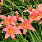 Hemerocallis Pink Damask - Wortelgoed - 5 stuks, Tuin en Terras, Planten | Tuinplanten, Verzenden