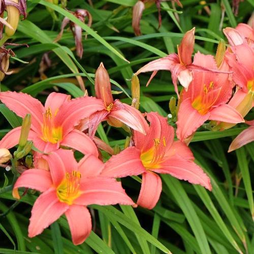 Hemerocallis Pink Damask - Wortelgoed - 5 stuks, Tuin en Terras, Planten | Tuinplanten, Verzenden