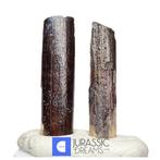 Fossiele tand - Set of 2 Large Partial Nigersaurus taqueti